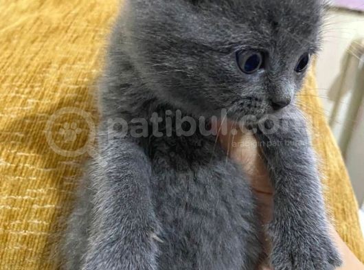 Orji̇nal Safkan British Short Hai̇r Yavrularimiz görsel
