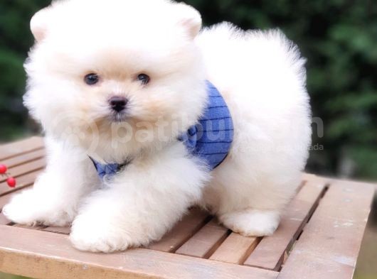 Pomeranian Boo Teddy Face Erkek Yavrularımız görsel