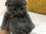 Orji̇nal Safkan British Short Hai̇r Yavrularimiz