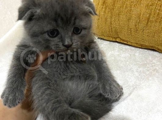 Orji̇nal Safkan British Short Hai̇r Yavrularimiz görsel