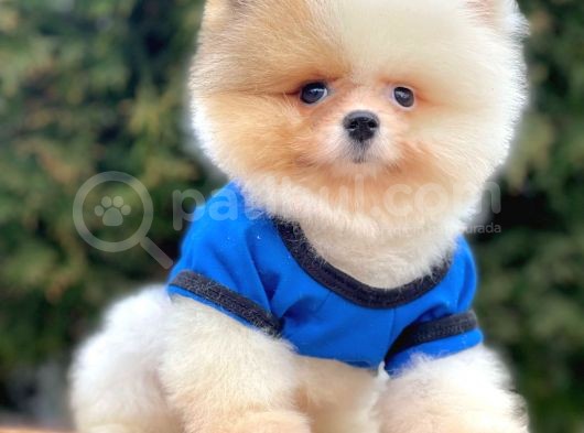 Safkan Pomeranian Boo Yavrularımız görsel