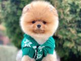 Safkan Pomeranian Boo Yavrularımız