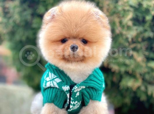 Safkan Pomeranian Boo Yavrularımız görsel