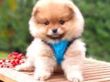 Pomeranian Boo Teddy Face Erkek Yavrularımız