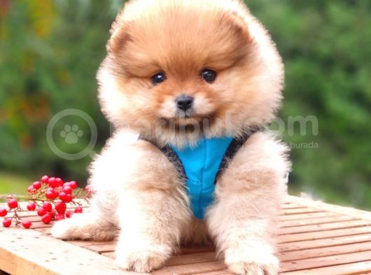 Pomeranian Boo Teddy Face Erkek Yavrularımız görsel