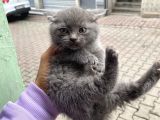 Orji̇nal Safkan British Short Hai̇r Yavrularimiz