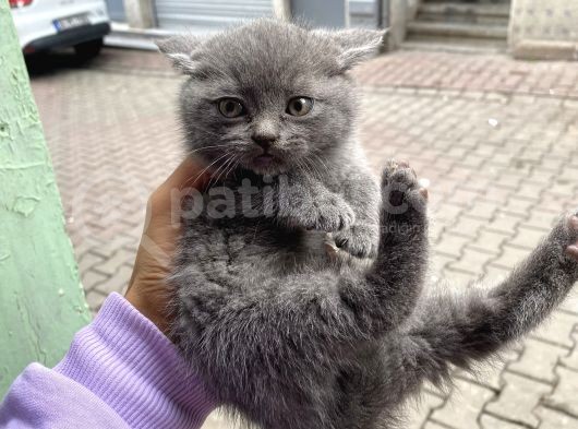 Orji̇nal Safkan British Short Hai̇r Yavrularimiz