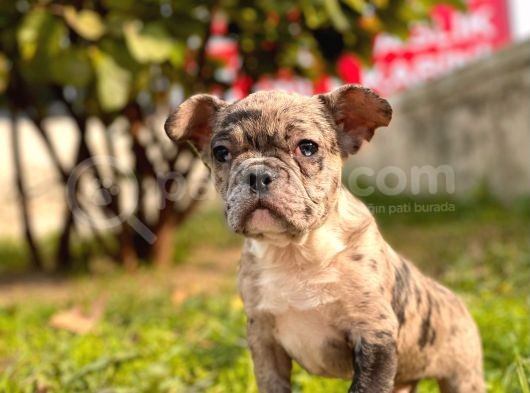 Show Kalte French Bulldog Yavrular