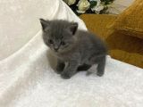 Orji̇nal Safkan British Short Hai̇r Yavrularimiz