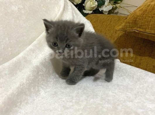 Orji̇nal Safkan British Short Hai̇r Yavrularimiz görsel