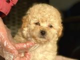 Her Renk Ve Cinsiyet Toy Poodle Yavrular