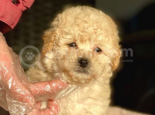 Her Renk Ve Cinsiyet Toy Poodle Yavrular görsel