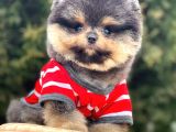 Safkan Pomeranian Boo Yavrularımız