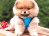 Pomeranian Boo Teddy Face Erkek Yavrularımız