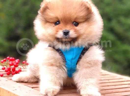 Pomeranian Boo Teddy Face Erkek Yavrularımız görsel