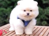 Pomeranian Boo Teddy Face Erkek Yavrularımız
