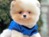 Safkan Pomeranian Boo Yavrularımız