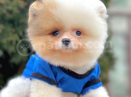 Safkan Pomeranian Boo Yavrularımız görsel