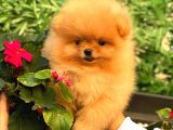Portakal Ayicik Pomerani̇an Boo