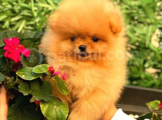 Portakal Ayicik Pomerani̇an Boo görsel