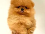 Portakal Ayicik Pomerani̇an Boo