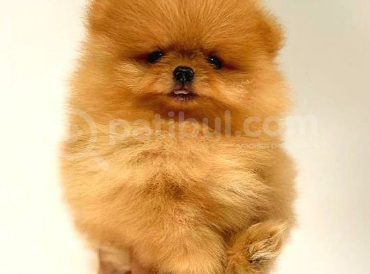 Portakal Ayicik Pomerani̇an Boo görsel