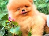 Portakal Ayicik Pomerani̇an Boo
