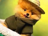 Portakal Ayicik Pomerani̇an Boo