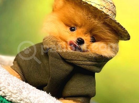 Portakal Ayicik Pomerani̇an Boo