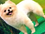 Pomerani̇an Boo  10 Aylik Di̇şi̇ Gülen Yüz