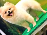 Pomerani̇an Boo  10 Aylik Di̇şi̇ Gülen Yüz