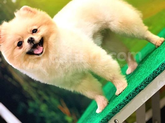 Pomerani̇an Boo  10 Aylik Di̇şi̇ Gülen Yüz