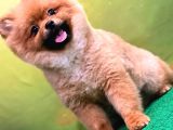 Orange Güzelli̇ği̇ Gülen Yüz Yuvarlak Kafa Pomerani̇an Boo