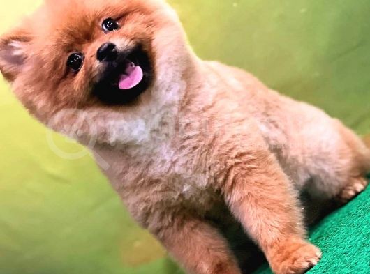 Orange Güzelli̇ği̇ Gülen Yüz Yuvarlak Kafa Pomerani̇an Boo görsel