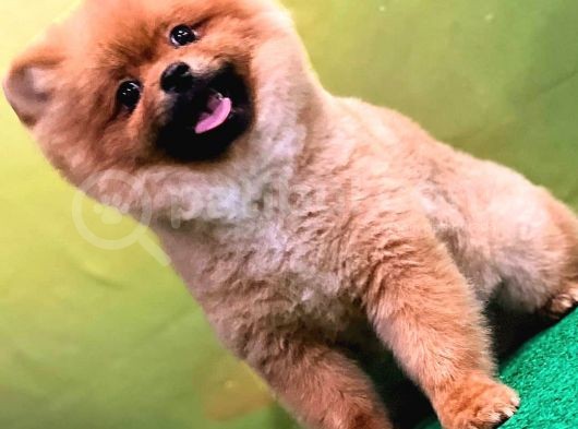Orange Güzelli̇ği̇ Gülen Yüz Yuvarlak Kafa Pomerani̇an Boo görsel