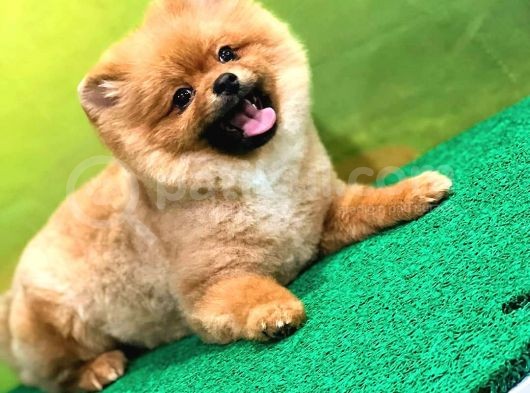 Orange Güzelli̇ği̇ Gülen Yüz Yuvarlak Kafa Pomerani̇an Boo görsel