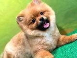 Orange Güzelli̇ği̇ Gülen Yüz Yuvarlak Kafa Pomerani̇an Boo