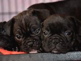 Mükemmel Kalitede French Bulldog Yavrularımız
