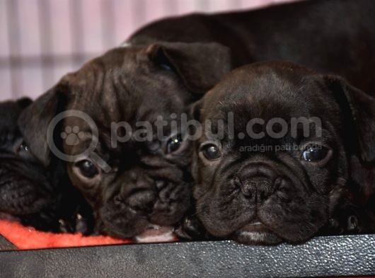 Mükemmel Kalitede French Bulldog Yavrularımız görsel