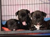 Mükemmel Kalitede French Bulldog Yavrularımız