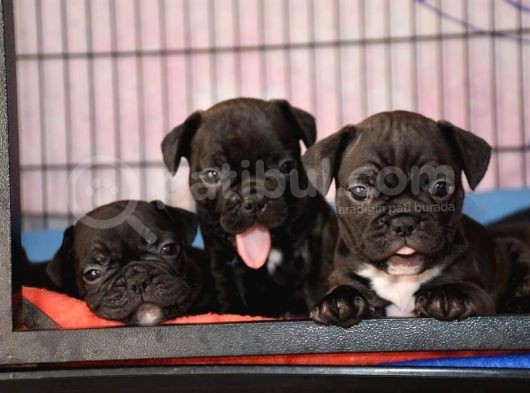 Mükemmel Kalitede French Bulldog Yavrularımız görsel