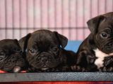 Mükemmel Kalitede French Bulldog Yavrularımız