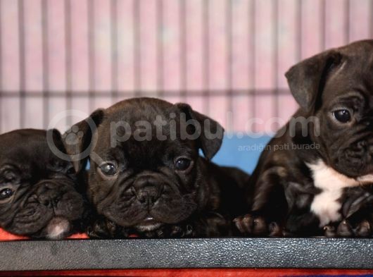 Mükemmel Kalitede French Bulldog Yavrularımız görsel