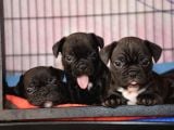 Mükemmel Kalitede French Bulldog Yavrularımız