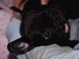 Mükemmel Kalitede French Bulldog Yavrularımız