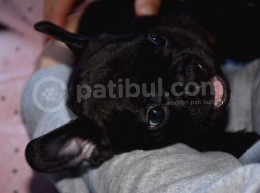 Mükemmel Kalitede French Bulldog Yavrularımız görsel