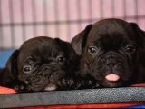 Mükemmel Kalitede French Bulldog Yavrularımız