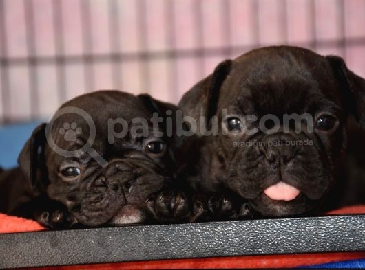 Mükemmel Kalitede French Bulldog Yavrularımız görsel