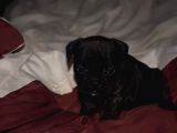 Mükemmel Kalitede French Bulldog Yavrularımız