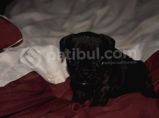 Mükemmel Kalitede French Bulldog Yavrularımız görsel